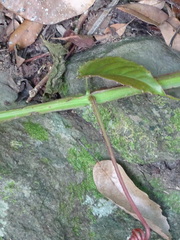 Cissus pteroclada