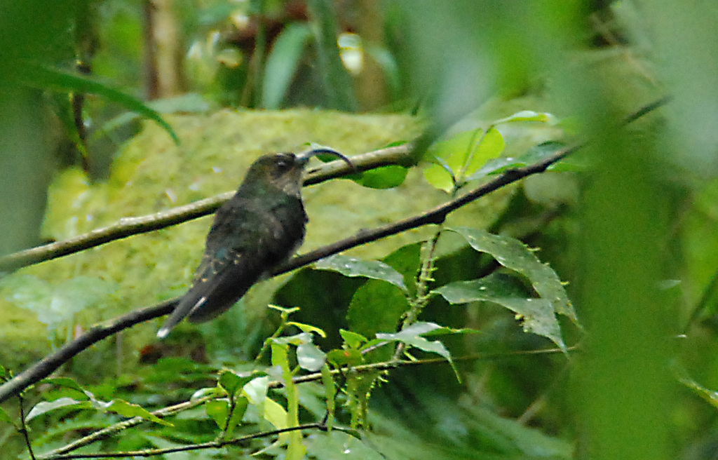 Sicklebill Hummingbirds