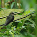 Sicklebill Hummingbirds - Photo (c) Carol Foil, some rights reserved (CC BY-NC-ND)