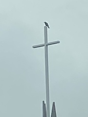 Corvus corax