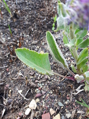 Veronica wyomingensis