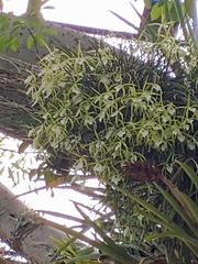 Brassavola tuberculata
