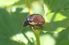 Calligrapha spiraeae
