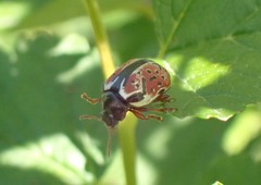 Calligrapha spiraeae