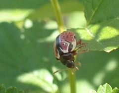 Calligrapha spiraeae