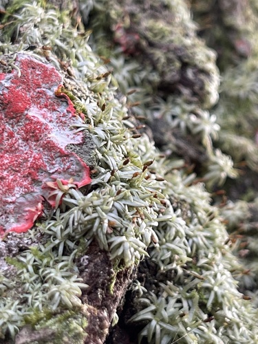Octoblepharum albidum