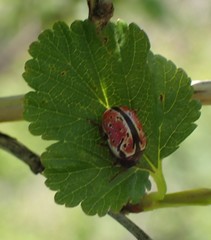 Calligrapha spiraeae