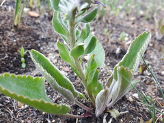Veronica wyomingensis