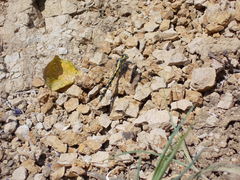 Phanogomphus kurilis