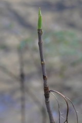 Xanthorhiza simplicissima