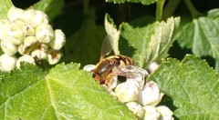 Parhelophilus obsoletus