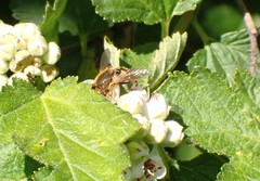 Parhelophilus obsoletus
