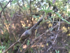 Neolasioptera lupini