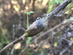 Neolasioptera lupini
