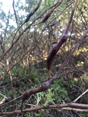 Neolasioptera lupini