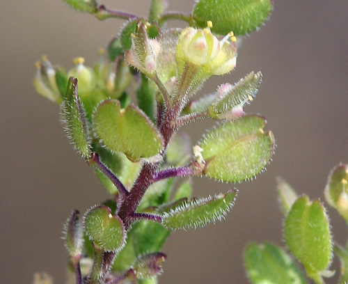 Lepidium lasiocarpum