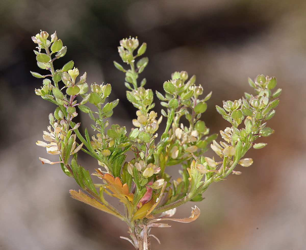 Lepidium lasiocarpum