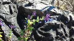 Salvia semiatrata