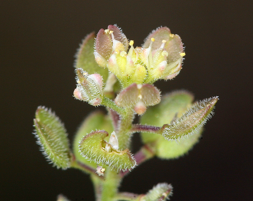 Lepidium lasiocarpum