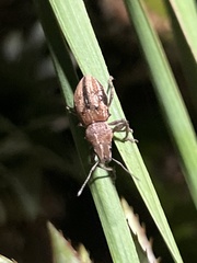 Teratopactus nodicollis
