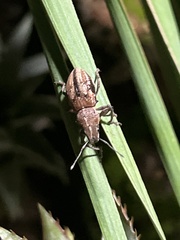 Teratopactus nodicollis
