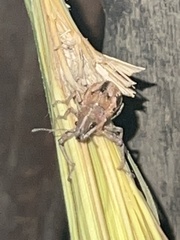 Teratopactus nodicollis