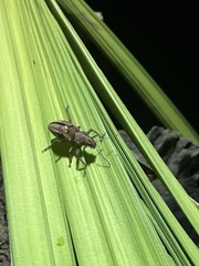 Teratopactus nodicollis