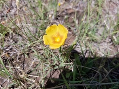 Linum rigidum