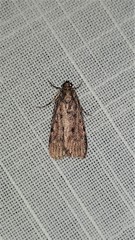 Mimaglossa nauplialis