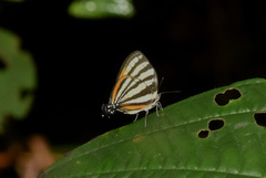 Arawacus aetolus