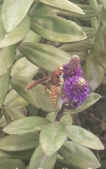 Montezumia ferruginea