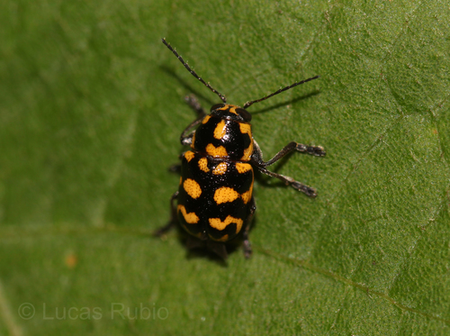 Metallactus madefactus