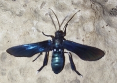 Macrocneme chrysitis