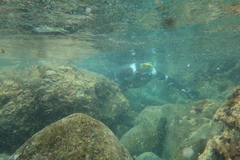 Iso rhothophilus