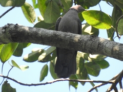 Patagioenas
