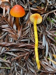 Hygrocybe marchii