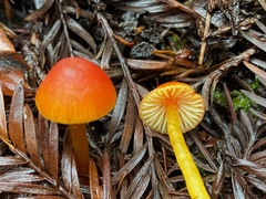 Hygrocybe marchii