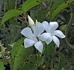 Mandevilla laxa