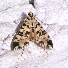 Conchylodes bryophilalis