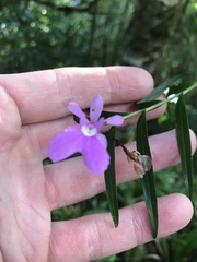 Epidendrum centropetalum