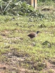 Crypturellus parvirostris