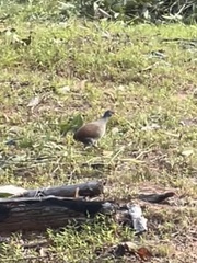 Crypturellus parvirostris