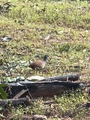 Crypturellus parvirostris