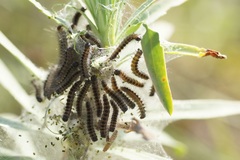 Acronicta geographica
