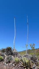 Agave kerchovei