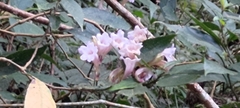 Strobilanthes pentastemonoides