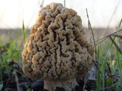 Morchella steppicola