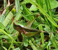 Orthoptera