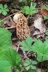 Morchella
