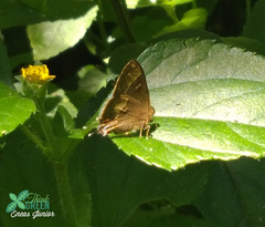 Arzecla tucumanensis